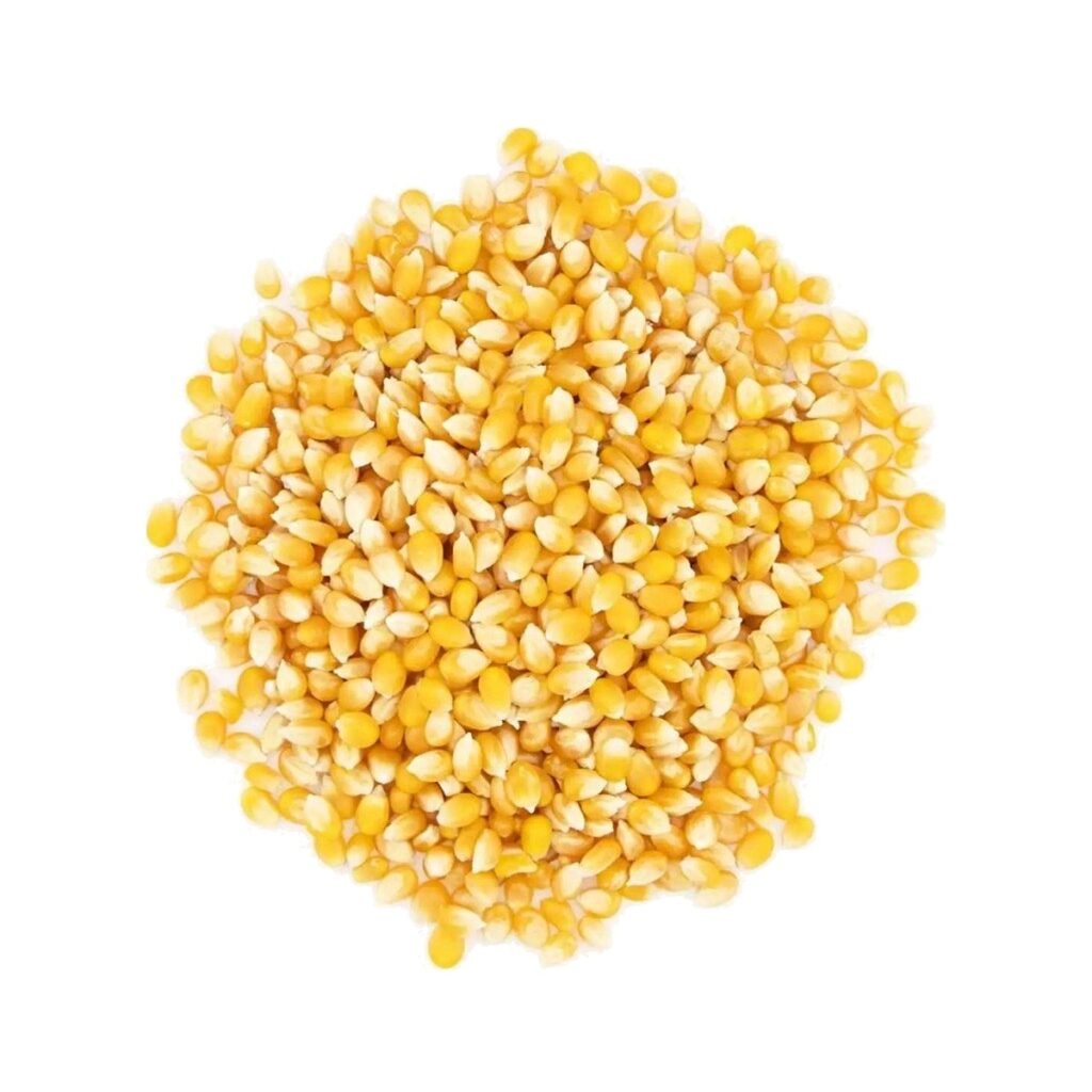 Australian popping corn